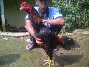 Cara Mengetahui Ukuran Ayam Bangkok Untuk Para Pemula