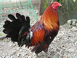 Ayam Laga Filipina