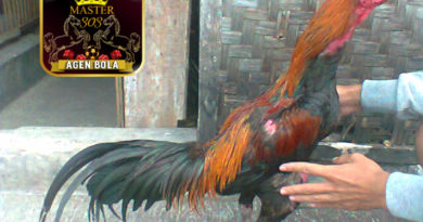 Kelebihan Ayam Laga Vietnam