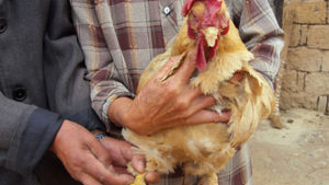 Ayam Tertua Di Dunia Ada Di Negara China