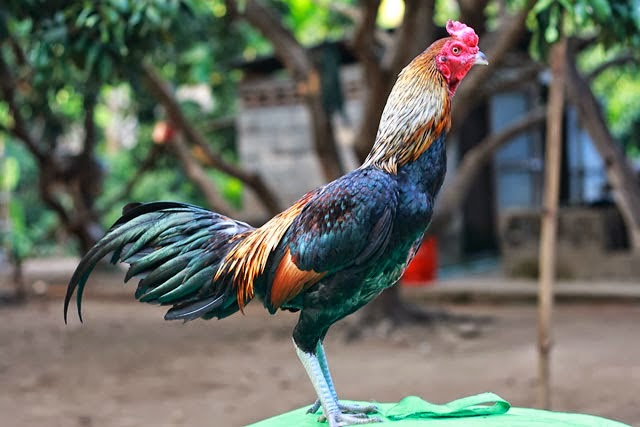 Ciri Ayam Birma Asli dan Terbaik