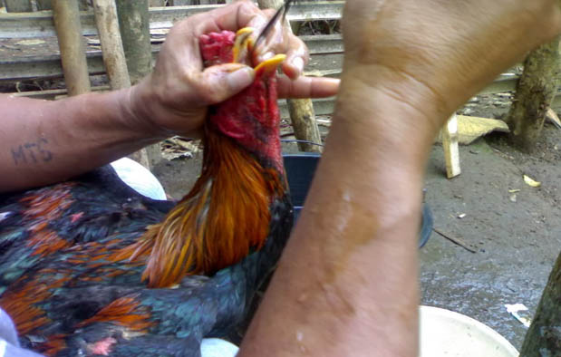 Sabung Ayam Online - Tiga Penyebab Ayam Bangkok Terserang Penyakit Ngorok