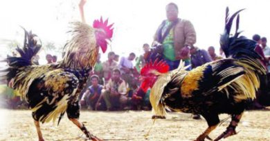 Sabung Ayam Online - Melatih Ayam Bangkok Agar Memiliki Pukulan Mematikan.