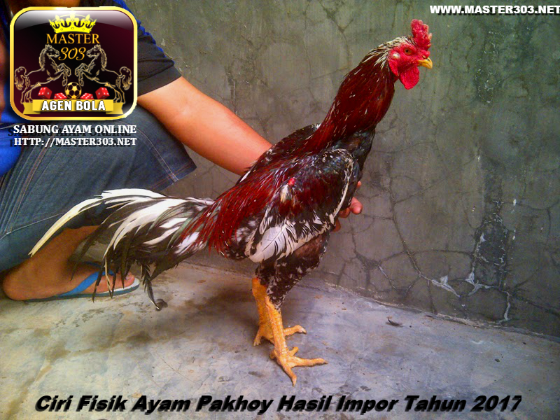 Ciri Fisik Ayam Pakhoy Hasil Impor