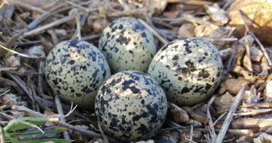 Khasiat Dan Kelebihan Dari Telur Burung Puyuh Untuk Ayam Petarung