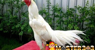 5 Mitos Ayam Bangkok Putih Saat Bertarung di Arena Sabung Ayam