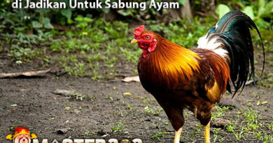 Jenis Ayam Kampung Yang Bisa di Jadikan Untuk Sabung Ayam