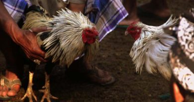 Sabung Ayam Online - Cara Memperpanjang Nafas Pada Ayam Bangkok Aduan