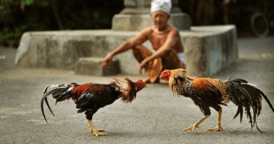 Mengenali Perbedaan Bermain Sabung Ayam Online Dan Offline