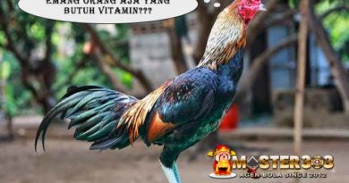 MERK Vitamin Ayam Aduan Sabung Ayam Online