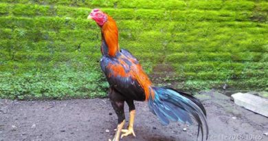Mengenali Jenis Ayam Bangkok Wiring Kuning Asli Thailand