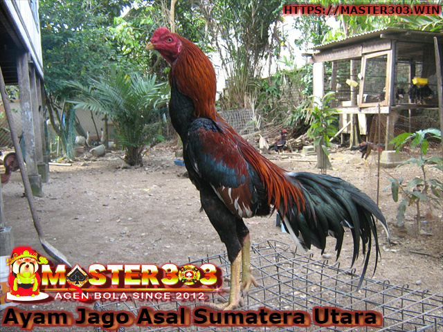 Ayam Jago Asal Sumatera Utara