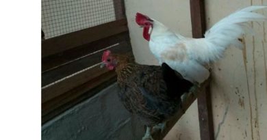 Ayam Hias Brugo Keturunan Ayam Hutan Merah Asal Sumatera