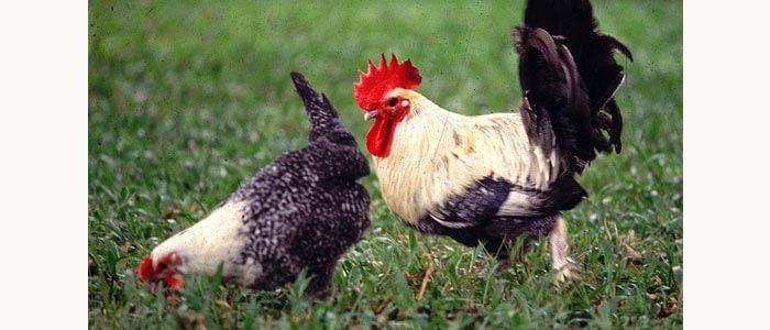 Kelebihan Ayam Arab Yang Eksotis dan Keunikan Bulunya