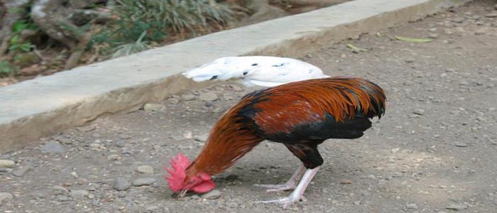 Kenali Ciri Dasar Jenis Ayam Tukung Hias