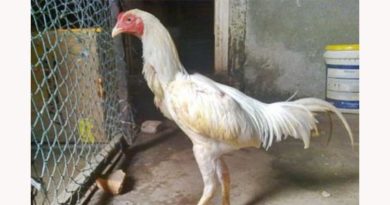 Sejarah dan Mitos Tentang Ayam Bangkok Putih Kinantan Asli Thailand