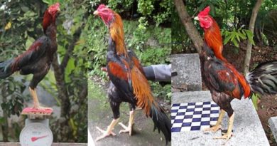 Ukuran Kelas Dalam Sabung Ayam Bangkok-min