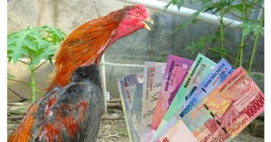 Ayam Bangkok Termahal Harganya Hingga 250 Juta Rupiah
