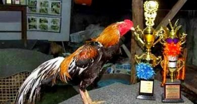 Ayam Bangkok Aduan Juara