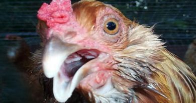 Penyebab Utama Penyakit Ayam Ngorok
