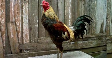Ketahui Ciri-Ciri dan Kelebihan Sabung Ayam Birma