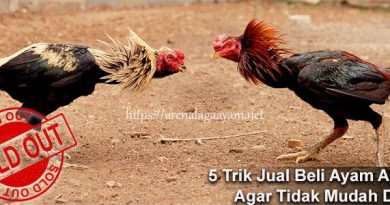 5 Trik Jual Beli Ayam Aduan Agar Tidak Mudah Ditipu