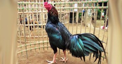 Mengenali Katuranggan Sisik Buaya Yang Belum Diketahui Sisik kaki yang ada pada ayam aduan merupakan suatu gambaran untuk melihat kelebihan serta kekurangan
