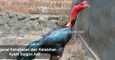 Mengenal Kehebatan dan Kelebihan Ayam Saigon Asli