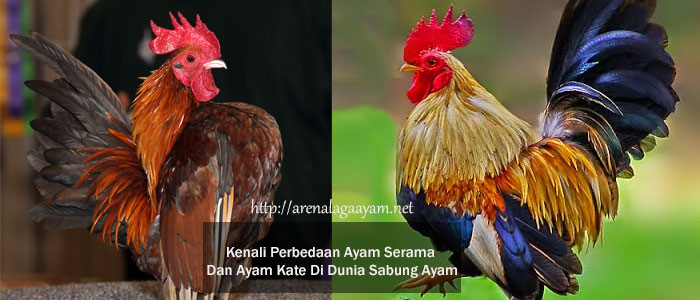 Perbedaan Ayam Serama Dan Ayam Kate