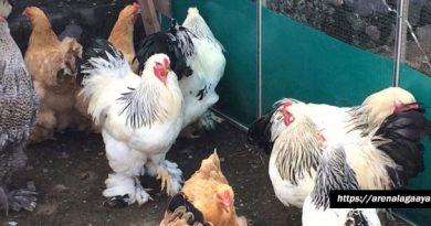 Mengenal Ayam Brahma Aduan Raksasa
