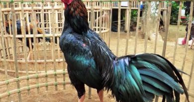 Ayam Jago Ciparage Asli Ayam Juara Dari Karawang