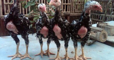 Bibit Anak Ayam Bangkok Yang Ganas Dan Mematikan