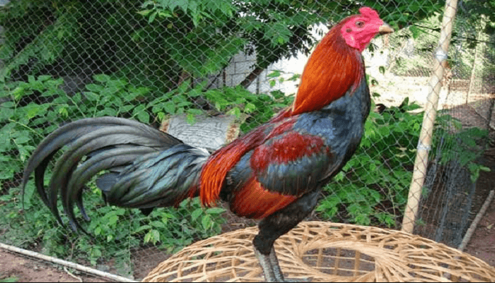 Manfaat Kayu Manis Untuk Kesehatan Ayam Bangkok Aduan
