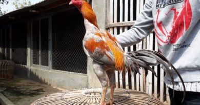 Manfaat Tomat Untuk Ayam Bangkok Aduan Menjadi Sehat