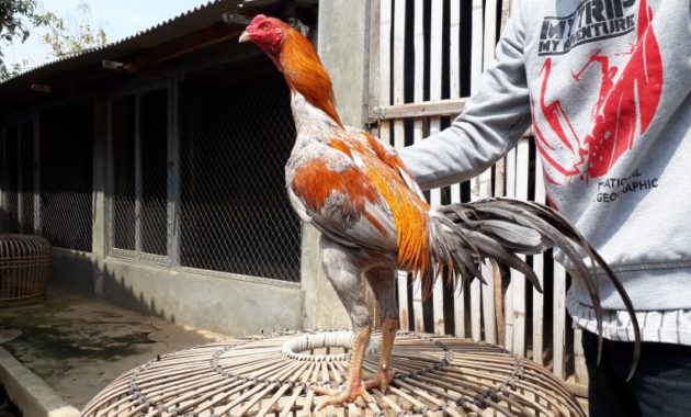Manfaat Tomat Untuk Ayam Bangkok Aduan Menjadi Sehat