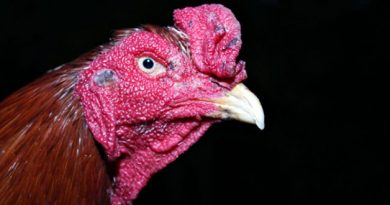 Mata Ayam Bangkok Yang Haus Membunuh Saat Bertarung