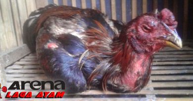 Hilangkan Ngantuk Ayam Bangkok
