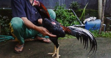 Cara Mudah Menang Bermain Sabung Ayam Bangkok