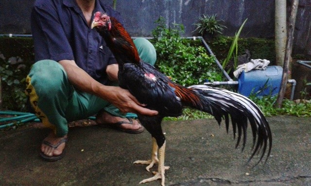 Cara Mudah Menang Bermain Sabung Ayam Bangkok