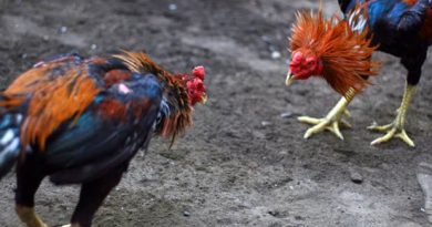 Fisik Ayam Bangkok Yang Tidak Layak Masuk Kedalam Arena