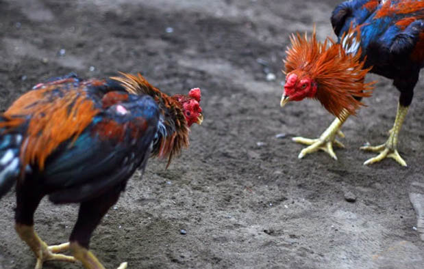 Fisik Ayam Bangkok Yang Tidak Layak Masuk Kedalam Arena