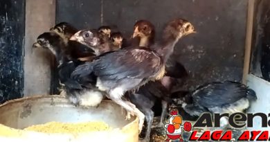 Atasi Persaingan Anak Ayam