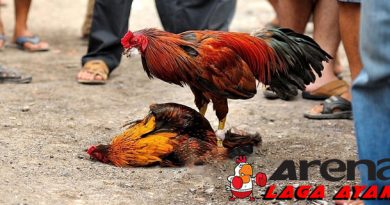Mengenal Ayam Aduan Vietnam
