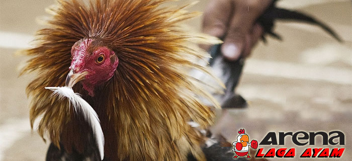 Menguatkan Paruh Ayam Bangkok
