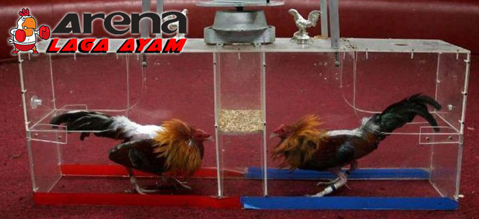 Latihan Stamina Ayam Bangkok