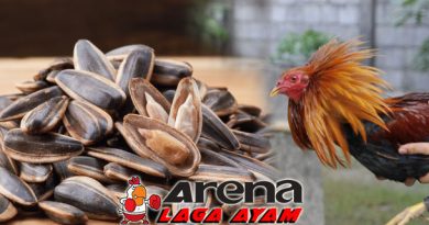 Manfaat Kuaci Bagi Ayam Bangkok