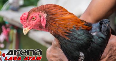 Cara Mengurut Ayam Bangkok