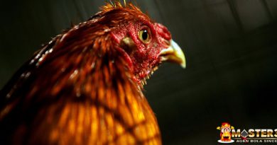 Tips Jadikan Ayam Bangkok Berani Bertarung
